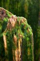 Moss growing on wooden piling along the sea at Santa Cruz, California.