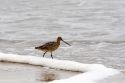 Marbled Godwit shorebird wintering along the California Coast in Santa Cruz.