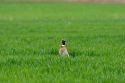 A pheasant in a green field of unripe wheat, Idaho.