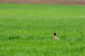 A pheasant in a green field of unripe wheat, Idaho.