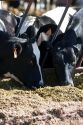 Dairy cows feeding, Idaho.