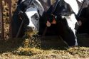 Holstein Dairy cows feeding, Idaho.