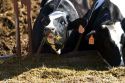 Holstein Dairy cows feeding, Idaho.
