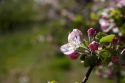 Spring apple blossoms in Idaho.