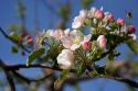 Honey bee and apple blossoms in Idaho.