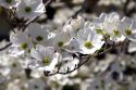 White blossoms of the dogwood tree.
