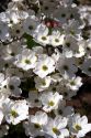 White blossoms of the dogwood tree.