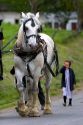 Work horse and amish girl near Berlin, Ohio.