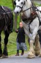 Work horse and amish girl near Berlin, Ohio.