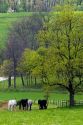 Horse graze on a farm near Berlin, Ohio.