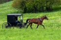 Amish horse and buggy near Berlin, Ohio.