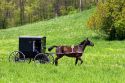 Amish horse and buggy near Berlin, Ohio.