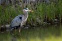 Great blue heron at Maumee Bay Refuge, Ohio.