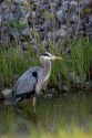 Great blue heron at Maumee Bay Refuge, Ohio.