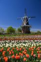 Windmill Island park with tulips in bloom at Holland, Michigan.