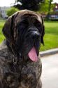 English Mastif dog in Bryon, Ohio.