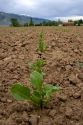 Sugarbeets in early spring.