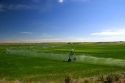 Sprinkler irrigation near Burley, Idaho.