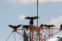 Vultures sit atop a tower at Bull Shoals Dam, Arkansas.