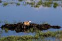 Sandhill crane nesting on the Camas Prairie of idaho.