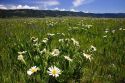 Camas lilies and daisies in a meadow of wildflowers near Cascade, Idaho.