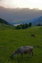 Cattle graze on a hillside at Amden, Switzerland.