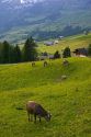 Cattle graze on a hillside at Amden, Switzerland.