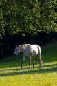 Horse graze on a farm near Zurich, Switzerland.