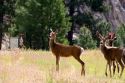 Mule deer in Idaho.