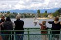 Passengers on a Washington state ferry feeding gulls.