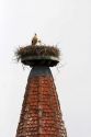 Stork nesting atop a steeple at Ribeauville, France.