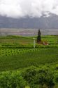 Orchards and low clouds in the Okanagan Valley south of Kelowna, British Columbia, Canada.