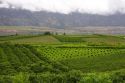 Orchards and low clouds in the Okanagan Valley south of Kelowna, British Columbia, Canada.