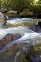 Small tributary stream along the South Fork of the Salmon River near Yellow Pine, Idaho.
