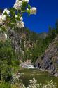 White syringa flowers growing along the East Fork of the South Fork of the Salmon River near Yellow Pine, Idaho.