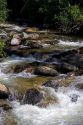 Small tributary stream along the South Fork of the Salmon River near Yellow Pine, Idaho.
