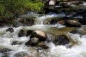 Small tributary stream along the South Fork of the Salmon River near Yellow Pine, Idaho.