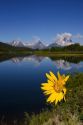 Teton National Park along the Snake River, Wyoming.  Yellow balsam root flower in foreground.