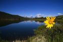 Teton National Park along the Snake River, Wyoming.  Yellow balsam root flower in foreground.