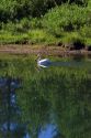 Pelican on the Snake River in Teton National Park, Wyoming.  White pelican is reflected in a mirror image.