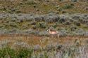 Antelope running in Wyoming.