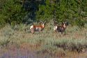 Pronghorn antelope in the Sawtooth National Forest of Idaho.