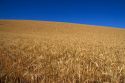 Ripe wheat ready for harvest near Pendleton, Oregon.