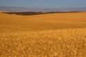 Ripe wheat ready for harvest near Pendleton, Oregon.