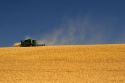 Wheat harvest near Pendleton, Oregon.