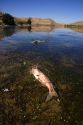 Fish kill on the Snake River in Idaho. Catfish died from pollution and environmental causes.