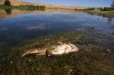 Fish kill on the Snake River in Idaho. Catfish died from pollution and environmental causes.