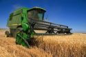 A combine harvesting wheat grain in Eastern Oregon.