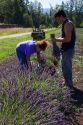 Workers harvest lavender plants near Port Angeles, Washington.