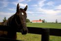 Thoroughbred horse on a farm near Lexington, Kentucky.